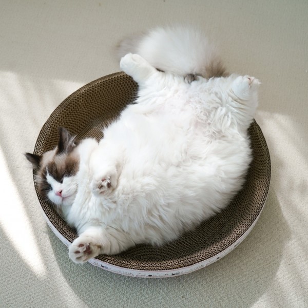 페오펫몰,개과천선 어몽드 글램 고양이 소파 스크래쳐