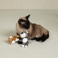 개과천선 라이언 삑삑이 강아지 장난감 고양이 인형