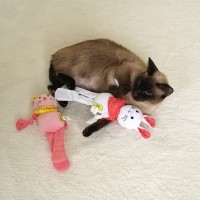 개과천선 버니 삑삑이 강아지 장난감 고양이 인형