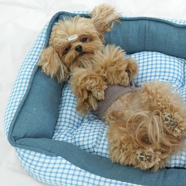 페오펫몰,개과천선 멜린 쿨 반려동물 사각방석