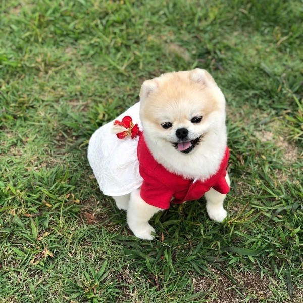 페오펫몰,[CCPM]코코 나비화 한복 - 레드(여아용)