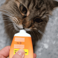디아팜 고양이 유로신젤 50g 방광 요로 결석 신장 영양제