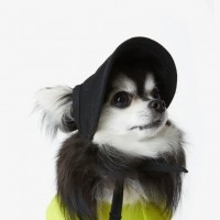 페딕트 베이직 메쉬 강아지 썬캡 (S~L) [최저가]