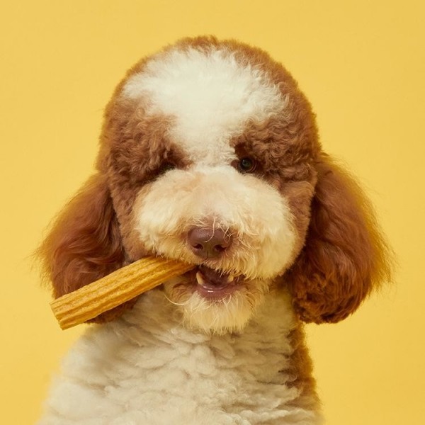 페오펫몰,[핏펫] 잇츄러스 점보 오리지널 덴탈껌 2종 (5개입) 대형견 오래먹는 간식