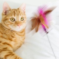 고양이목걸이장난감 혼자 좋아하는 움직이는