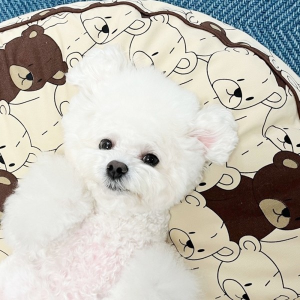 페오펫몰,우니토 베어플럼프 쿠션