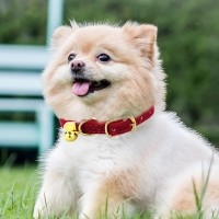 딩동펫 반려동물 솔리드 방울 목걸이 목줄