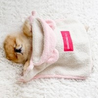 딩동펫 반려동물 곰돌이 망토 담요