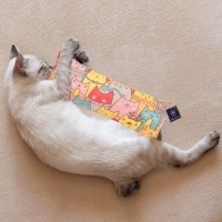 딩동펫 고양이 볼드 마따따비 캣닢 쿠션 바스락 장난감