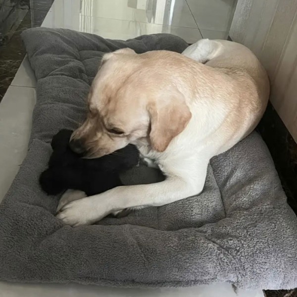 페오펫몰,딩동펫 반려동물 통세탁 뽀글이 특대형 방석