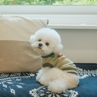 [봄산책특가]올치 강아지 옷 헬로 베베 니트
