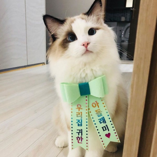 페오펫몰,홀로그램 강아지화환 고양이 생일파티